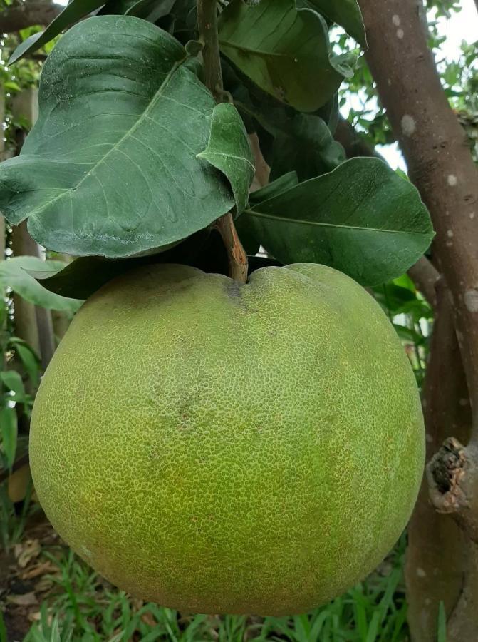 Green Grapefruit Villa Хойан Экстерьер фото